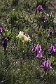 Resize of _MG_0857